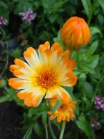 021.webp