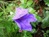013.webp