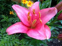 012.webp