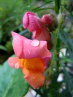 017.webp