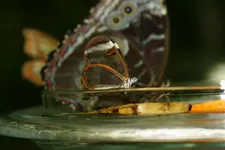 Schmetterling_DSC05151.webp
