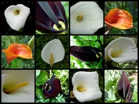tn_callas.webp