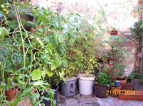 Digiti 21.07.11 Tomaten 164.webp
