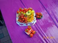 Digiti 21.07.11 Tomaten 166.webp