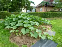 P1000790.webp