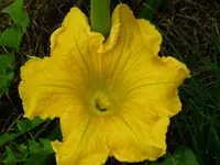 P1000791.webp