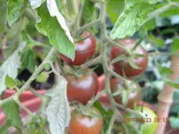 DSCN0620.webp