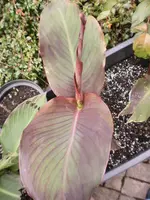 Gartenpflanzen 187.webp