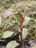 Gartenpflanzen 188.webp
