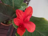 C. 'Assaut' knallrot .webp