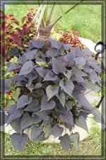 comp_DSC03696.webp