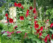 rote Stockis_kleiner.webp