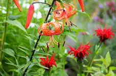 Tigerlilie und rote Monarde2_kleiner.webp