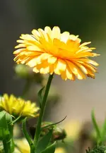 Ringelblume_klein.webp