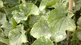 06072011120.webp