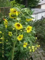 JD500580.webp