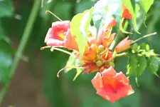 Capsis kl.webp