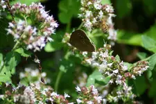 wilder Oregano 2.webp