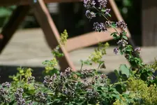 wilder Oregano.webp