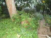 Nussbaum.webp