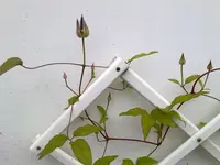 clematis.webp