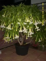 kakteen 024.webp