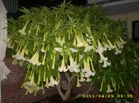 kakteen 023.webp