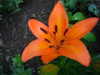 068.webp