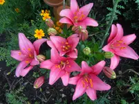 174.webp