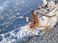 Weta v.webp