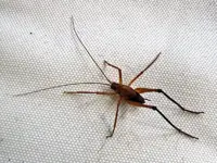 Weta v (1).webp