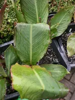 Gartenpflanzen 193.webp