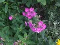 HPIM6588.webp