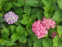 HPIM6587.webp