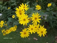 HPIM6586.webp