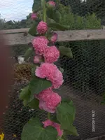 HPIM6584.webp