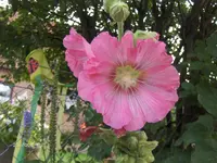 HPIM6575.webp