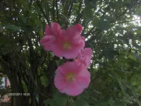 HPIM6574.webp