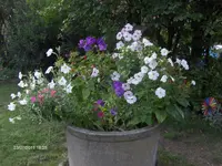 HPIM6573.webp