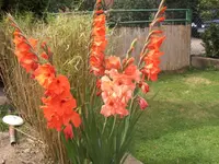 HPIM6571.webp