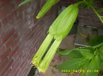 kakteen 022.webp