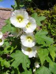 Alcea rosea hybr. 'Simplex'4.jpg