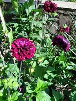 Dahlia 'Bishop of Auckland'1.webp