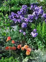 Dahlia 'Swing' Phlox 'Blue Paradise'1.webp