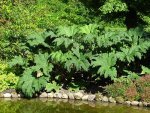 gunnera.jpg