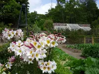 Lilium.webp