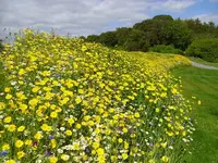meadow.webp