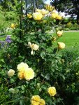 Rosa 'Graham Thomas'1.jpg