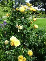 Rosa 'Graham Thomas'1.webp