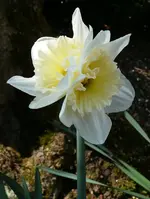 Narzissedoppelat.webp